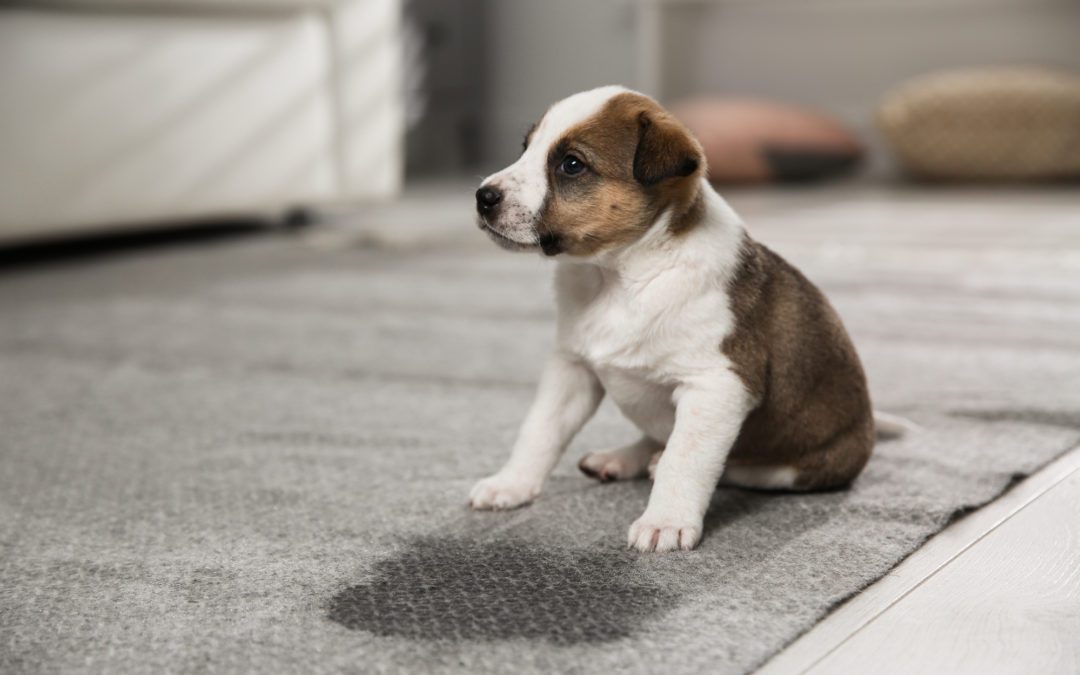 5 Tips that Will Make Potty Training Your Vaccinated Puppy a Breeze