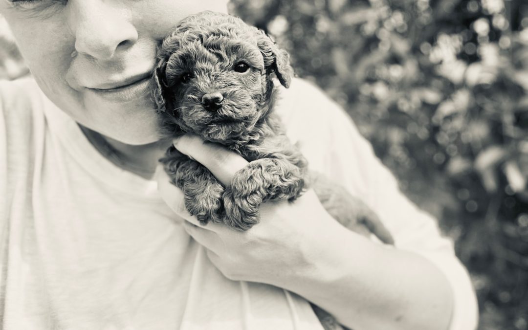 Know How to Raise Your Poodle Pup
