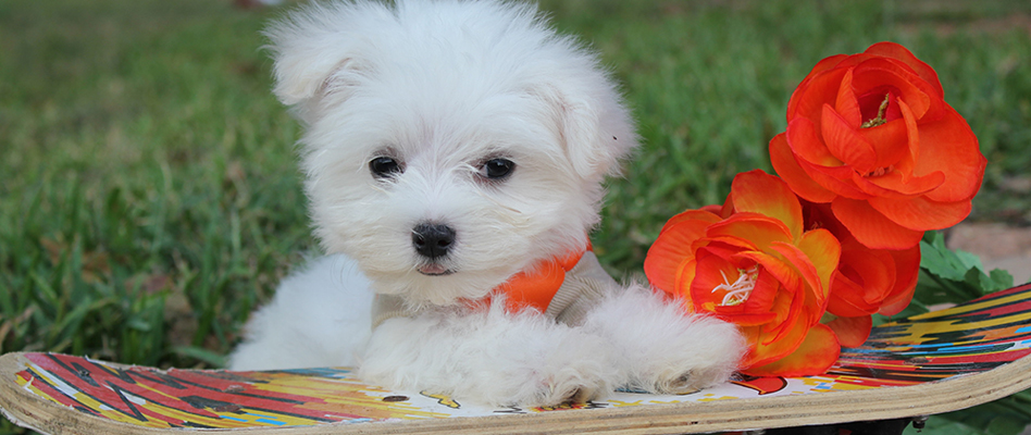 How to Find a Perfect Maltese Puppy