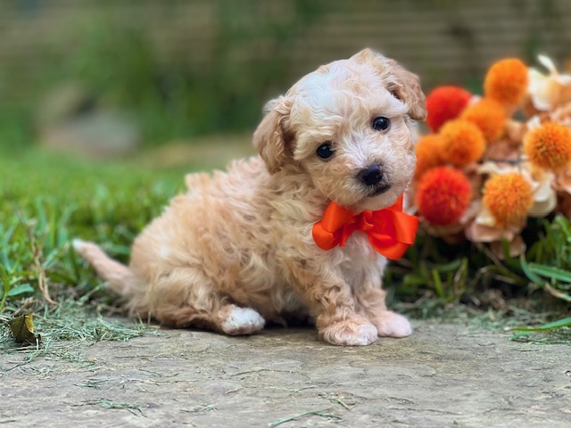 7 Life-Changing Behaviors to Look Out For in Your New Puppy