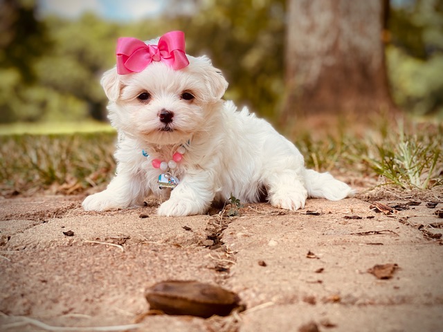 Everything You Need to Know About Maltese Puppies